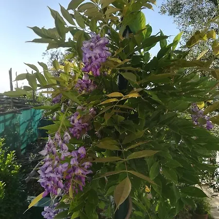 Casa Vacanza L'ulivo